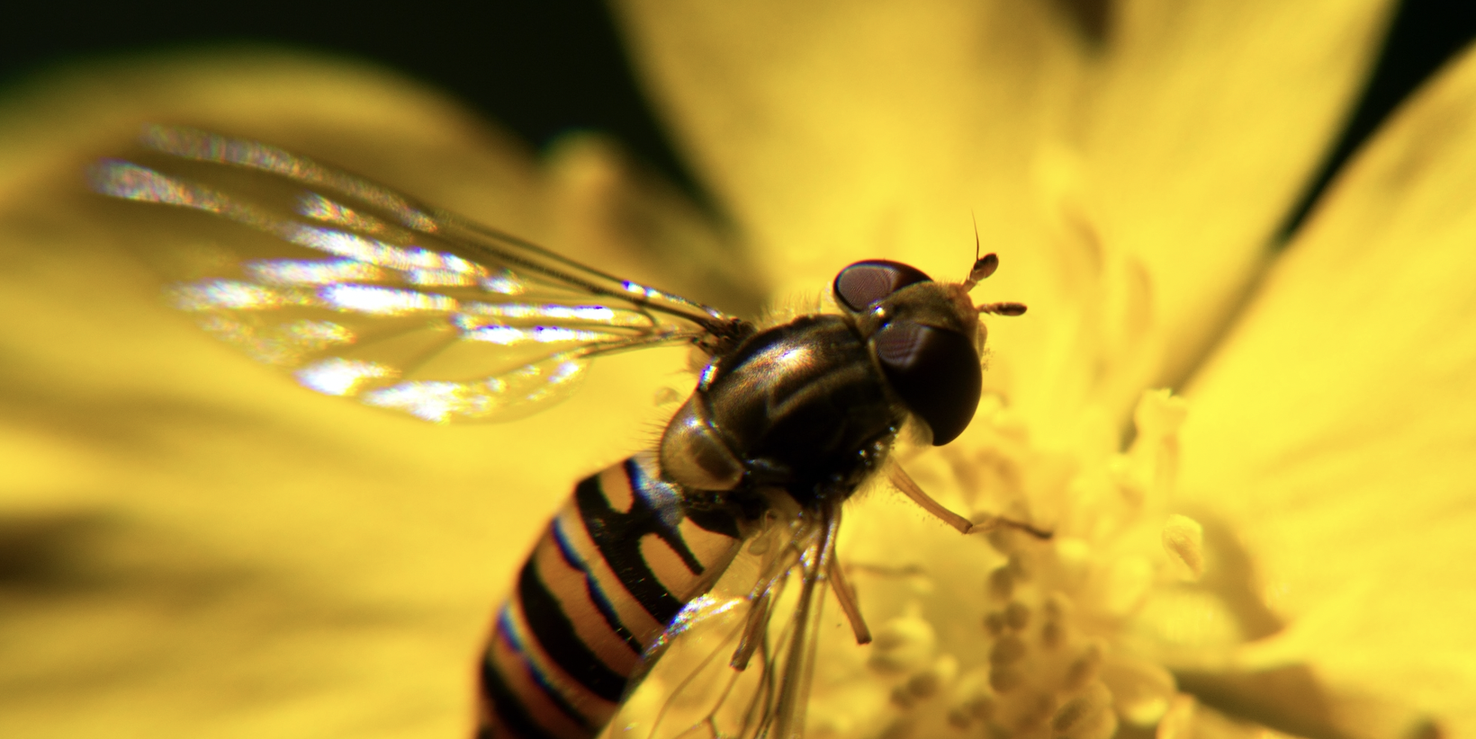Cover for Biodiversity in Crisis: Erste Asset Management publishes a new policy