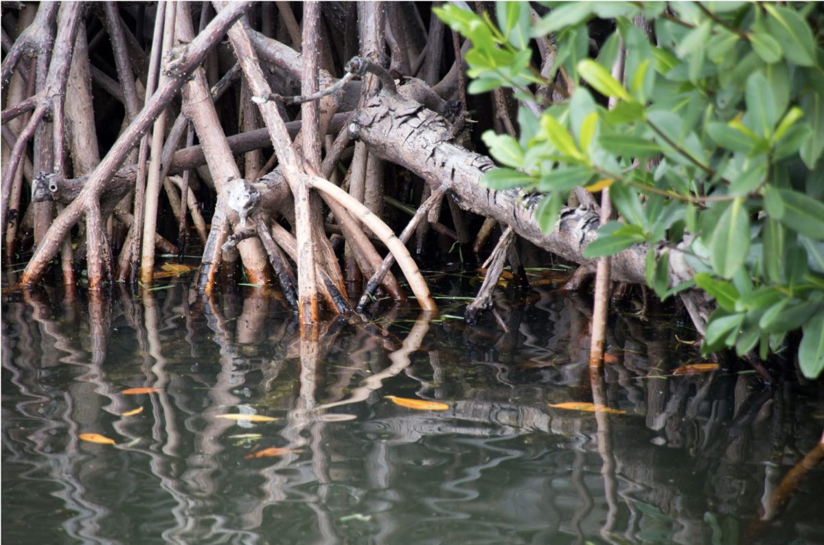 Cover for Natural carbon sinks in danger: More than half of all mangrove ecosystems at risk of collapse by 2050 | IUCN