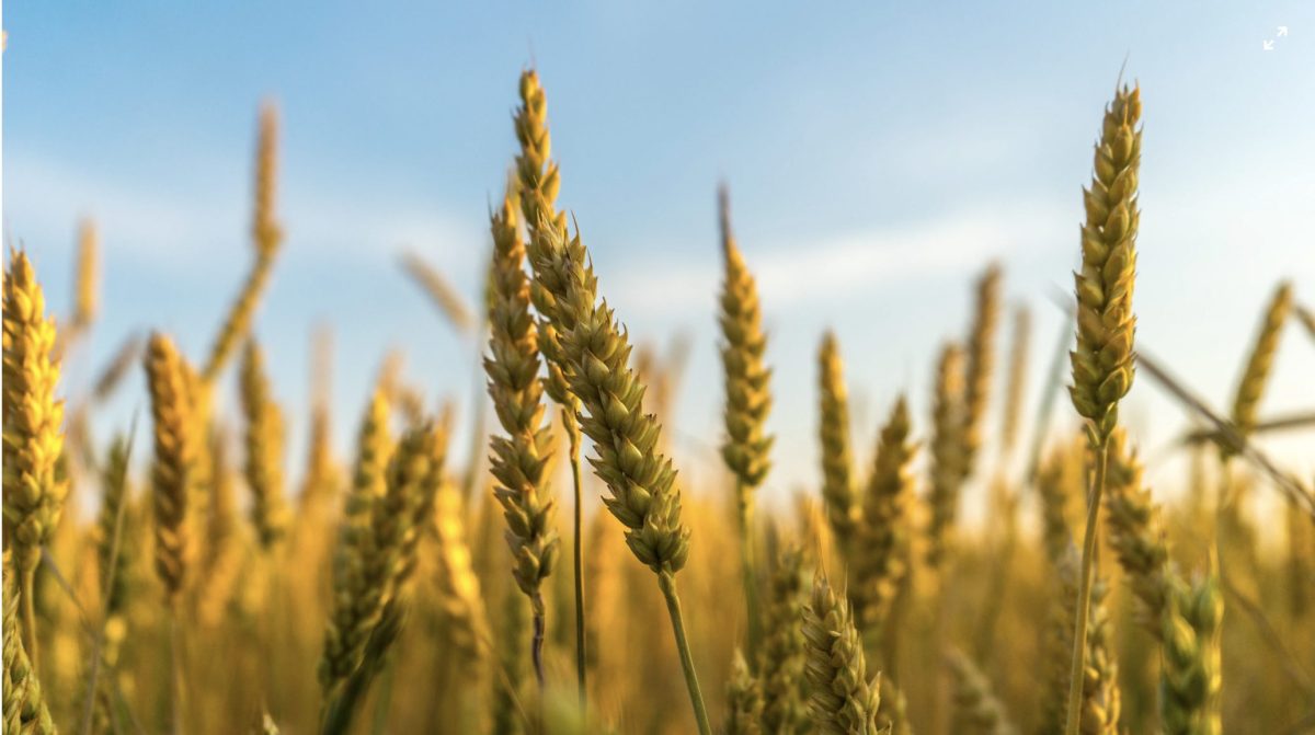 Cover for New report: Strategies for sustainable finance in the agri-food sector | Climate Bonds Initiative